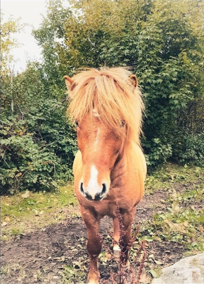 Nordsvensk häst